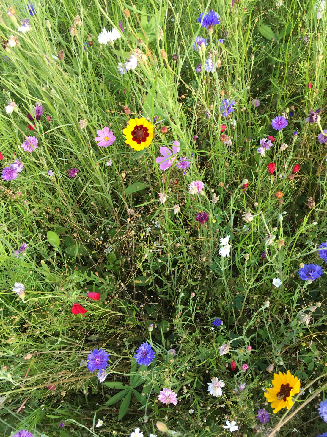 Wild flowers